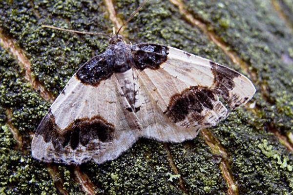 Scorched Carpet (Ligdia adustata), adult. Copyright Keith Dover. Scorched Carpet (Ligdia adustata), adult. Copyright Keith Dover.