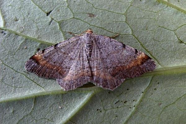 Tawny-barred Angle (Macaria liturata), adult. Copyright Keith Dover. Tawny-barred Angle (Macaria liturata), adult. Copyright Keith Dover.