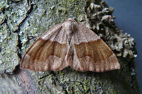 Barred Umber (Plagodis pulveraria), adult. Comb Bridges, 24-05-2010. Copyright Keith Dover. Barred Umber (Plagodis pulveraria), adult. Comb Bridges, 24-05-2010. Copyright Keith Dover.