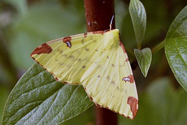 Brimstone Moth (Opisthograptis luteolata), adult. Taken outside Durham. Copyright Keith Dover. Brimstone Moth (Opisthograptis luteolata), adult. Taken outside Durham. Copyright Keith Dover.