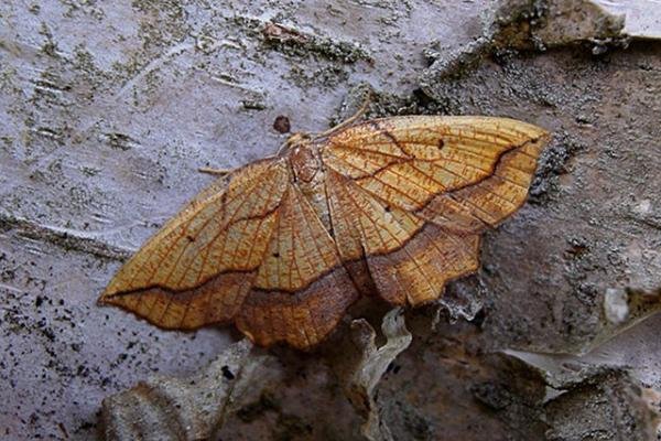 Bordered Beauty (Epione repandaria), adult. Taken outside Durham. Copyright Keith Dover. Bordered Beauty (Epione repandaria), adult. Taken outside Durham. Copyright Keith Dover.