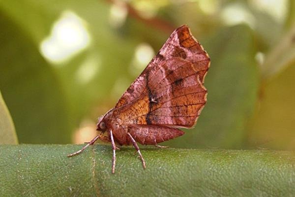 Early Thorn (Selenia dentaria), adult. Copyright Keith Dover. Early Thorn (Selenia dentaria), adult. Copyright Keith Dover.