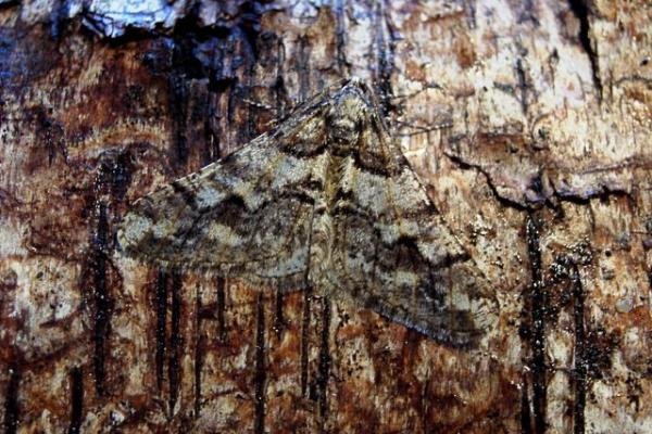 Spring Usher (Agriopis leucophaearia), adult. Plawsworth, 06-02-2002. Copyright Keith Dover.
