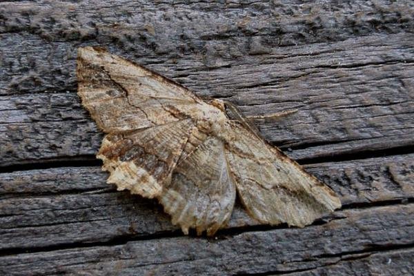 Waved Umber (Menophra abruptaria), adult Copyright Keith Dover. Waved Umber (Menophra abruptaria), adult Copyright Keith Dover.