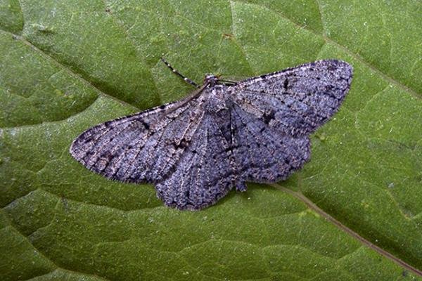 Willow Beauty (Peribatodes rhomboidaria), adult. Taken outside Durham. Copyright Keith Dover. Willow Beauty (Peribatodes rhomboidaria), adult. Taken outside Durham. Copyright Keith Dover.
