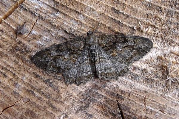 Mottled Beauty (Alcis repandata), adult. Copyright Keith Dover.