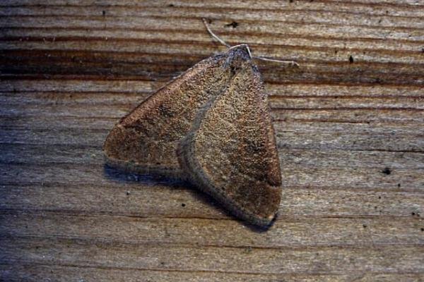 Early Moth (Theria primaria), adult. Taken outside Durham. Copyright Keith Dover. Early Moth (Theria primaria), adult. Taken outside Durham. Copyright Keith Dover.
