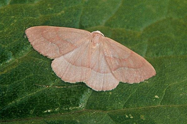 Barred Red (Hylaea fasciaria), adult. Copyright Keith Dover. Barred Red (Hylaea fasciaria), adult. Copyright Keith Dover.