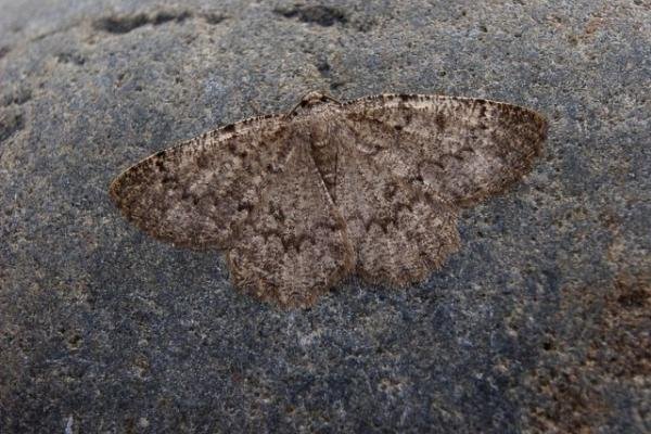Annulet (Charissa obscurata), adult. Taken outside Durham, 29-07-2004. Copyright Keith Dover. Annulet (Charissa obscurata), adult. Taken outside Durham, 29-07-2004. Copyright Keith Dover.