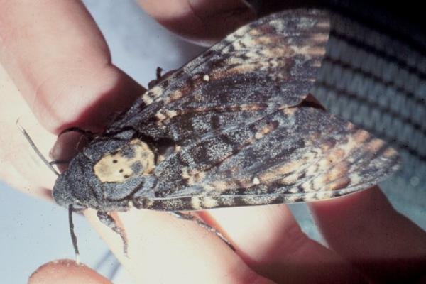 Death's-head Hawk-moth (Acherontia atropos), adult. Copyright Keith Dover. Death's-head Hawk-moth (Acherontia atropos), adult. Copyright Keith Dover.