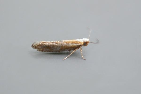 Argyresthia dilectella, adult. Chester-le-Street, 15-07-2021. Copyright Keith Dover. Argyresthia dilectella, adult. Chester-le-Street, 15-07-2021. Copyright Keith Dover.