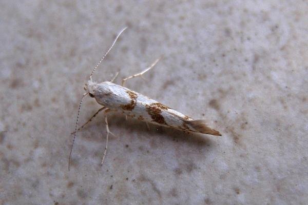 Argyresthia sorbiella, adult. Chester-le-Street, 04-07-2007. Copyright Keith Dover. Argyresthia sorbiella, adult. Chester-le-Street, 04-07-2007. Copyright Keith Dover.