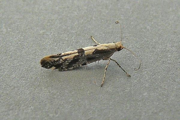 Apple Fruit Moth (Argyresthia conjugella), adult. Taken outside Durham, 03-07-2010. Copyright Keith Dover. Apple Fruit Moth (Argyresthia conjugella), adult. Taken outside Durham, 03-07-2010. Copyright Keith Dover.