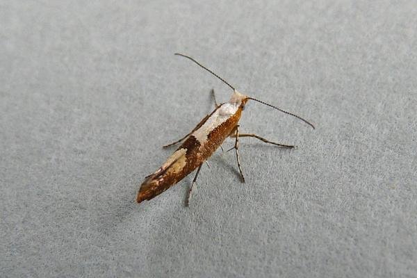 Cherry Fruit Moth (Argyresthia pruniella), adult. Chester-le-Street, 24-07-2013. Copyright Keith Dover.