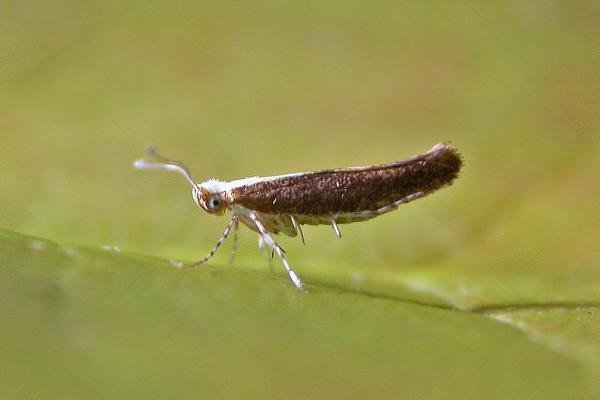 Argyresthia albistria, adult. Chester-le-Street. Copyright Keith Dover. Argyresthia albistria, adult. Chester-le-Street. Copyright Keith Dover.
