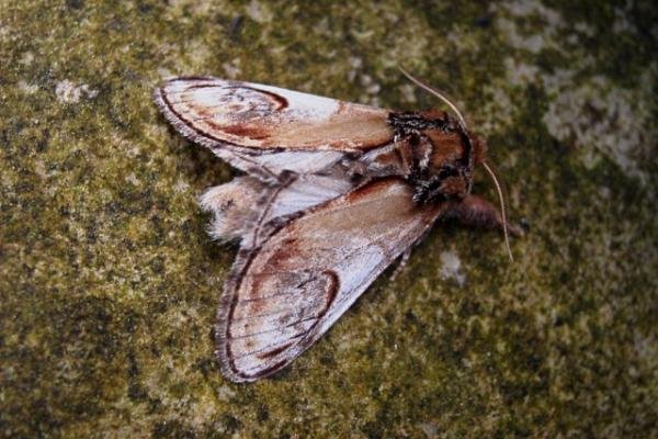 Pebble Prominent (Notodonta ziczac), adult. Copyright Keith Dover.
