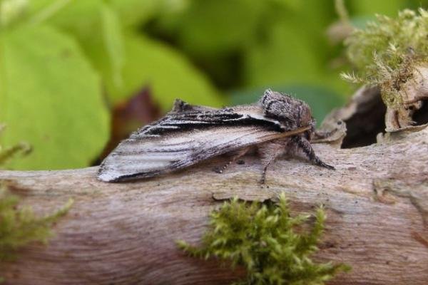 Swallow Prominent (Pheosia tremula), adult. Copyright Keith Dover. Swallow Prominent (Pheosia tremula), adult. Copyright Keith Dover.