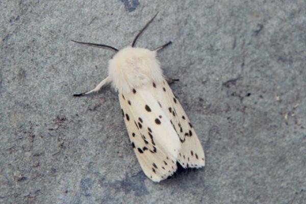 White Ermine (Spilosoma lubricipeda), adult. Copyright Keith Dover. White Ermine (Spilosoma lubricipeda), adult. Copyright Keith Dover.