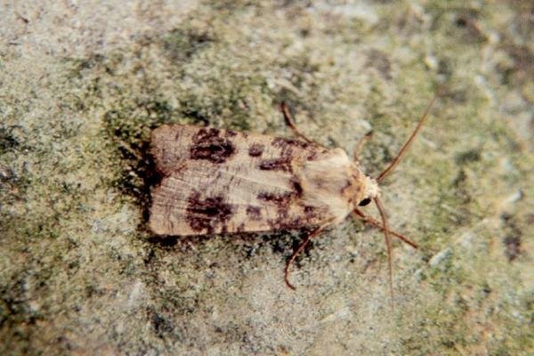 Heart and Club (Agrotis clavis), adult. Copyright Keith Dover. Heart and Club (Agrotis clavis), adult. Copyright Keith Dover.
