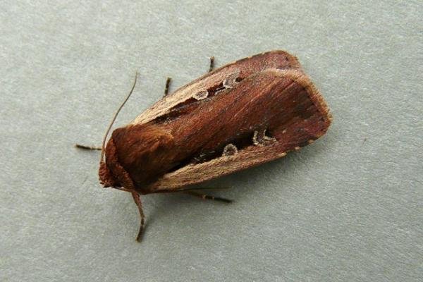 Flame Shoulder (Ochropleura plecta), adult. Chester-le-Street, 31-10-2009. Copyright Keith Dover.