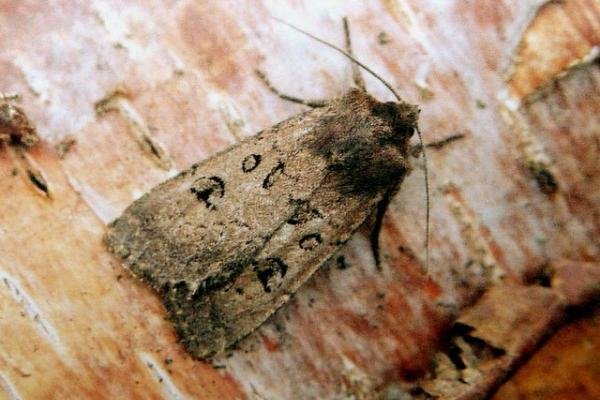 Double Dart (Graphiphora augur), adult. Taken outside Durham, 06-12-2005. Copyright Keith Dover. Double Dart (Graphiphora augur), adult. Taken outside Durham, 06-12-2005. Copyright Keith Dover.