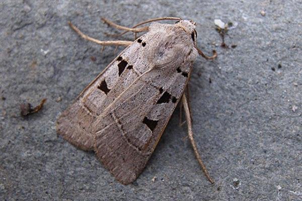 Autumnal Rustic (Eugnorisma glareosa), adult. Copyright Keith Dover. Autumnal Rustic (Eugnorisma glareosa), adult. Copyright Keith Dover.