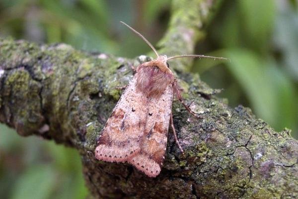 Ingrailed Clay (Diarsia mendica), adult. Taken outside Durham, 28-07-2004. Copyright Keith Dover. Ingrailed Clay (Diarsia mendica), adult. Taken outside Durham, 28-07-2004. Copyright Keith Dover.