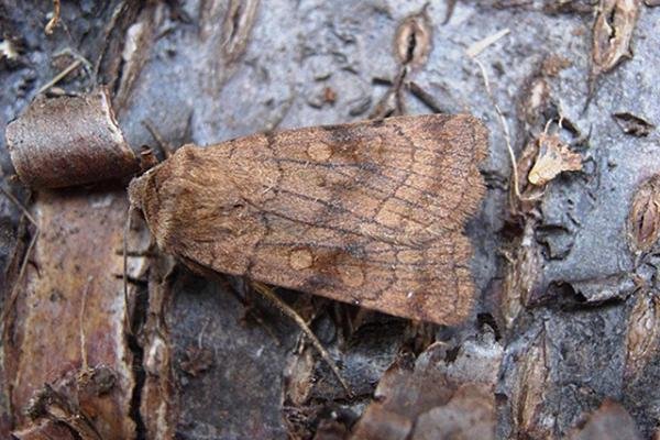 Six-striped Rustic (Xestia sexstrigata), adult. Copyright Keith Dover.