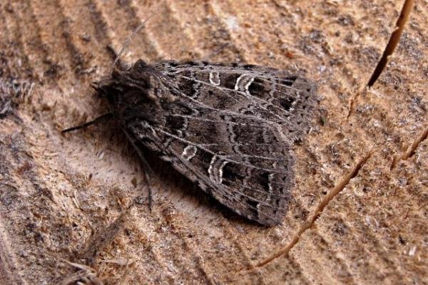 Gothic (Naenia typica), adult. Copyright Keith Dover.