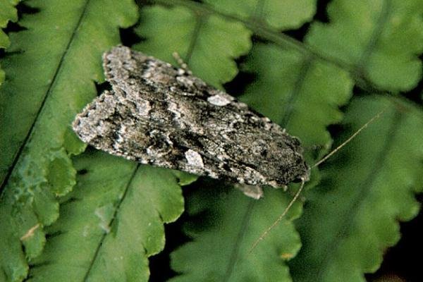Great Brocade (Eurois occulta), adult. Copyright Keith Dover.