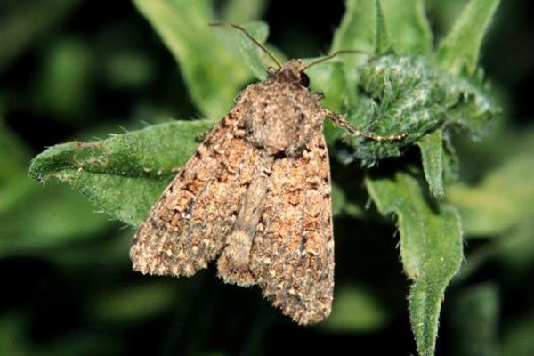 White Colon (Sideridis turbida), adult. Taken outside Durham. Copyright Keith Dover. White Colon (Sideridis turbida), adult. Taken outside Durham. Copyright Keith Dover.