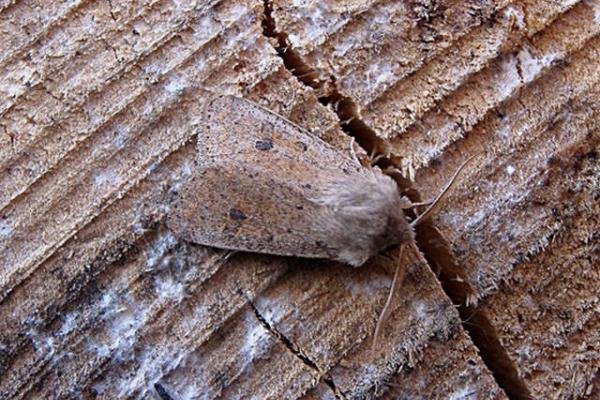 Small Quaker (Orthosia cruda), adult. Copyright Keith Dover.
