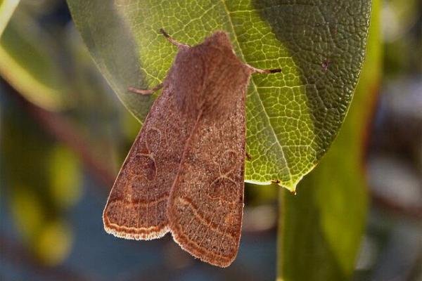 Common Quaker (Orthosia cerasi), adult. Copyright Keith Dover. Common Quaker (Orthosia cerasi), adult. Copyright Keith Dover.