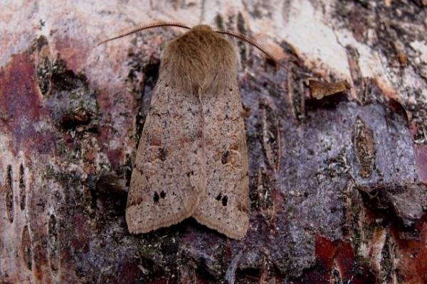 Twin-spotted Quaker (Anorthoa munda), adult. Copyright Keith Dover. Twin-spotted Quaker (Anorthoa munda), adult. Copyright Keith Dover.