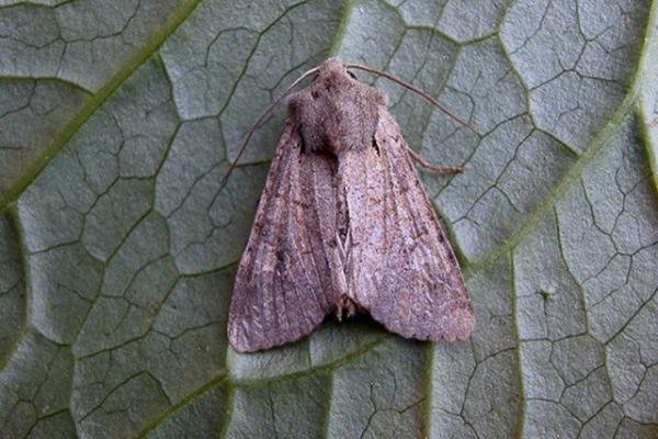 Rustic Shoulder-knot (Apamea sordens), adult. Copyright Keith Dover.