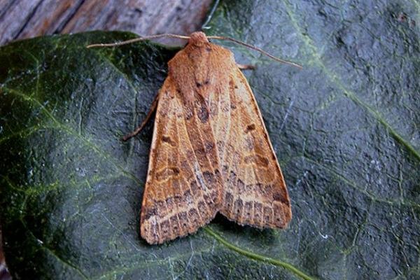 Beaded Chestnut (Agrochola lychnidis), adult. Taken outside Durham. Copyright Keith Dover. Beaded Chestnut (Agrochola lychnidis), adult. Taken outside Durham. Copyright Keith Dover.