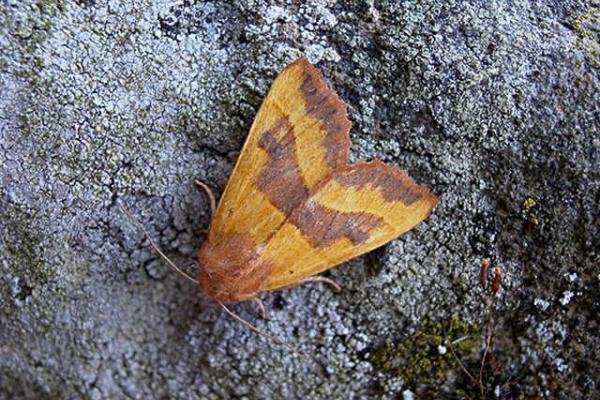 Centre-barred Sallow (Atethmia centrago), adult. Taken outside Durham. Copyright Keith Dover.