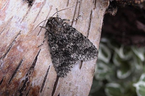 Poplar Grey (Subacronicta megacephala), adult. Copyright Keith Dover. Poplar Grey (Subacronicta megacephala), adult. Copyright Keith Dover.