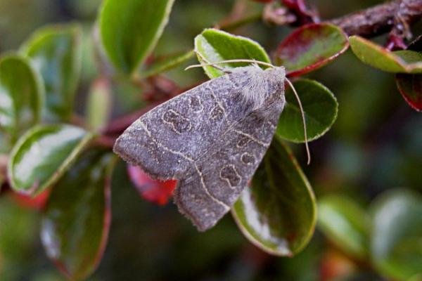 Olive (Ipimorpha subtusa), adult. Copyright Keith Dover.