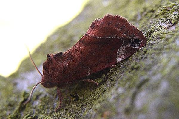 Lesser-spotted Pinion (Cosmia affinis), adult Copyright Keith Dover. Lesser-spotted Pinion (Cosmia affinis), adult Copyright Keith Dover.