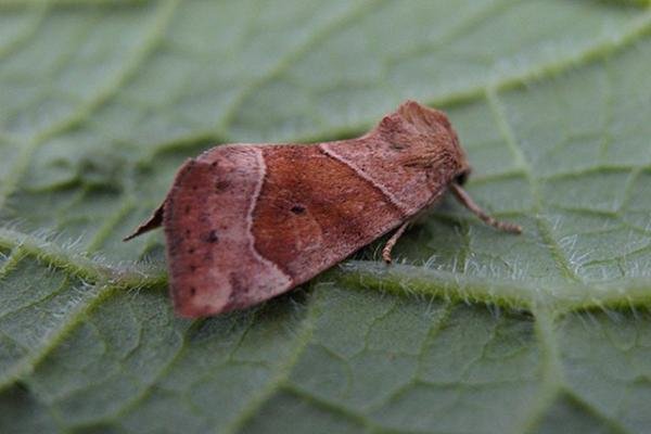 Dun-bar (Cosmia trapezina), adult. Copyright Keith Dover.