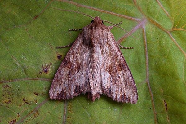 Reddish Light Arches (Apamea sublustris), adult. Copyright Keith Dover. Reddish Light Arches (Apamea sublustris), adult. Copyright Keith Dover.