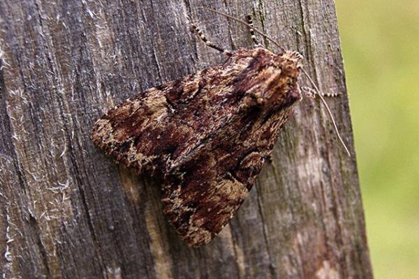 Clouded Brindle (Apamea epomidion), adult. Copyright Keith Dover. Clouded Brindle (Apamea epomidion), adult. Copyright Keith Dover.