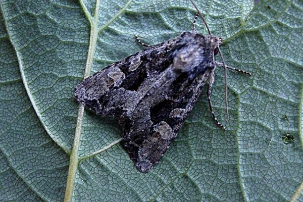 Dusky Brocade (Apamea remissa), adult. Taken outside Durham. Copyright Keith Dover. Dusky Brocade (Apamea remissa), adult. Taken outside Durham. Copyright Keith Dover.