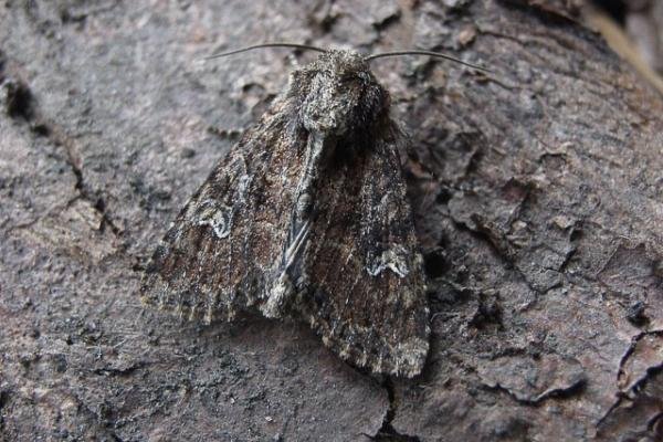 Small Clouded Brindle (Apamea unanimis), adult. Taken outside Durham. Copyright Keith Dover.
