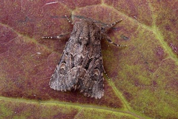 Flounced Rustic (Luperina testacea), adult. Copyright Keith Dover. Flounced Rustic (Luperina testacea), adult. Copyright Keith Dover.