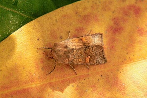 Crinan Ear (Amphipoea crinanensis), adult. Copyright Keith Dover. Crinan Ear (Amphipoea crinanensis), adult. Copyright Keith Dover.