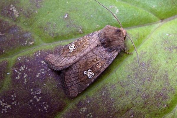 Ear Moth (Amphipoea oculea), adult. Copyright Keith Dover. Ear Moth (Amphipoea oculea), adult. Copyright Keith Dover.