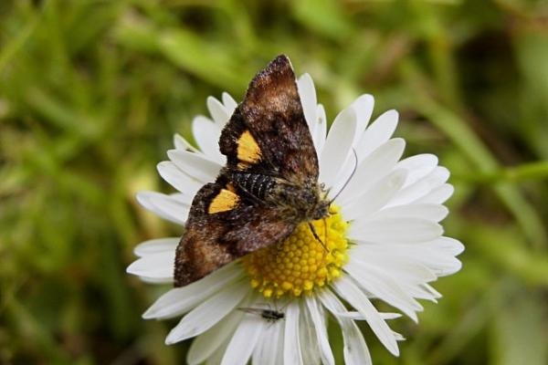 Small Yellow Underwing (Panemeria tenebrata), adult. Wingate Quarry. Copyright Keith Dover.