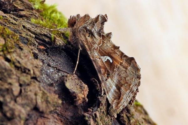 Silver Y (Autographa gamma), adult. Chester-le-Street, 01-04-2021. Copyright Keith Dover. Silver Y (Autographa gamma), adult. Chester-le-Street, 01-04-2021. Copyright Keith Dover.